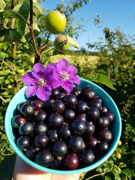 schwarze Johannisbeere Cassissima Black Marble mit Ladylike im Hintergrund Lubera