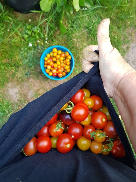 Tomaten ernten, Ranka Tessin
