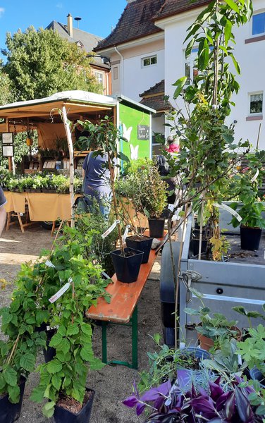 Pflanzentauschbrse Rita Balada Obst- und Gartenbauverein 1895 Alsfeld Lubera