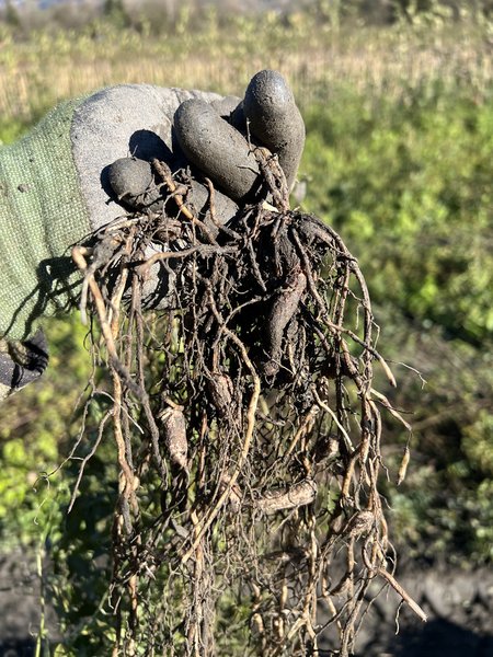 Lathyrus tuberosus Knollige Platterbse Knollen