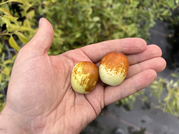 jujube, Ziziphus jujuba, chinesische Dattel, Ziziphus Xian Beauty