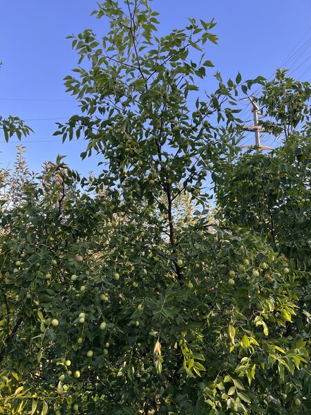 jujube, Ziziphus jujuba, chinesische Dattel, Ziziphus Coco