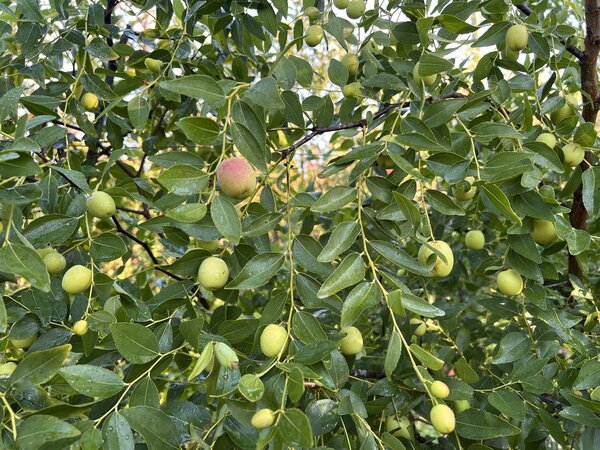 jujube, Ziziphus jujuba, chinesische Dattel, Ziziphus Coco jujube, Ziziphus jujuba, chinesische Dattel, Ziziphus Coco