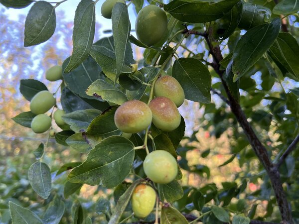 jujube, Ziziphus jujuba, chinesische Dattel, Ziziphus Black Sea