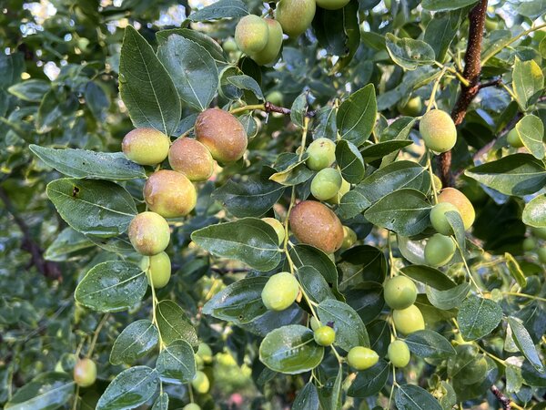 jujube, Ziziphus jujuba, chinesische Dattel, Ziziphus Black Sea