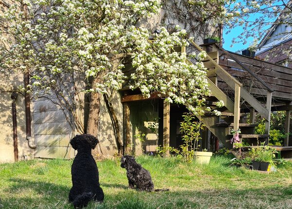 Mein erster Garten, der Garten im April, Jana Laura Lange