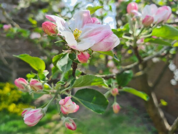 Mein erster Garten, der Garten im April, Jana Laura Lange