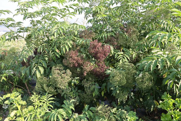 Waldgarten, Kanadischer Holunder Ranch, Sambucus nigra canad. Ranch, Lubera