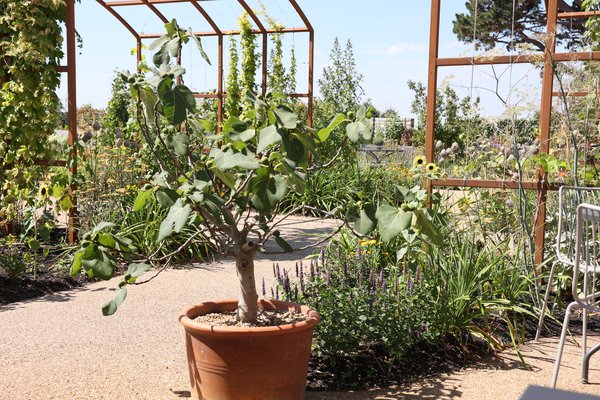 Feigenbaum im Kbel, Zwergfeigen, Wisley Garten RHS, 