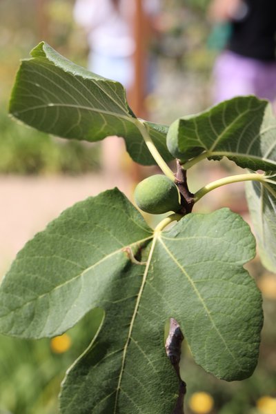 Feigenbaum im Kbel, Zwergfeigen, Wisley Garten RHS, 