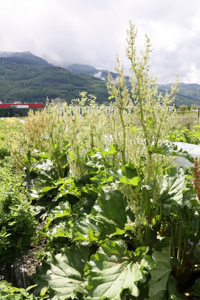 Markus, Lubera Rundgang, Schweiz. Juni 2023