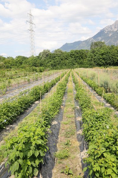 Markus, Lubera Rundgang, Schweiz. Juni 2023