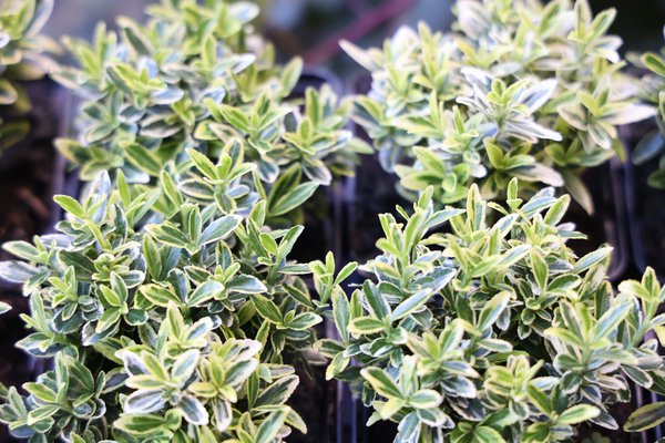 Euonymus japonicus 'Microphyllus Aureovariegatus' (12er Set) Euonymus japonicus 'Microphyllus Aureovariegatus' (12er Set)