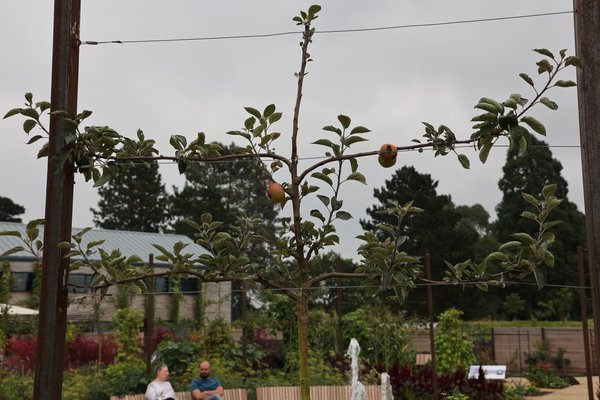 Obstbaum Hochstammspalier RHS Wilsley England 2021