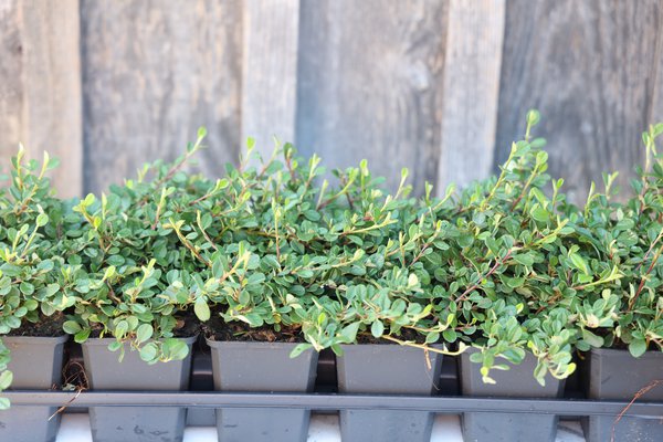 Cotoneaster dammeri 'Frieders Evergreen' (12er Set)