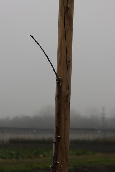 Apfelbaum Hochstamm Malus Erziehung Krone schneiden