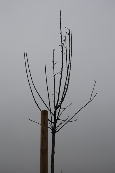 Apfelbaum Erziehung Malus Krone vor dem Schneiden