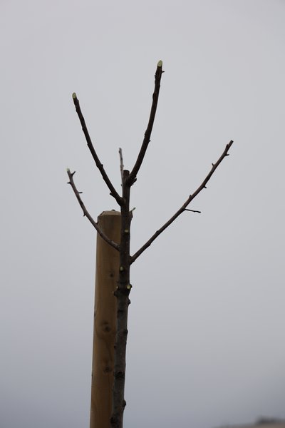 Apfelbaum Erziehung Malus Krone nach dem Schneiden