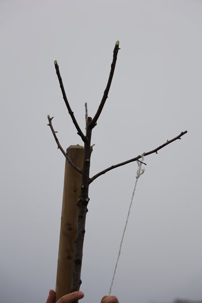 Apfelbaum Erziehung Malus Ast runterbinden