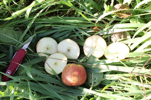 Samenloser Apfel Selektion 2201/22 Seedless Apple ZÃ¼chtung Versuchsfeld Baumschule Buchs