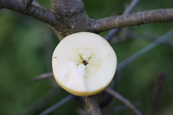 Samenloser Apfel Selektion 2201/22 Seedless Apple Züchtung Versuchsfeld Baumschule Buchs, Lubera