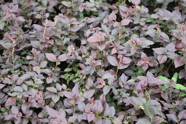 Beeren Jungpflanzen Strauchbeeren 1,3 L Heidelbeere Cabernet Splash Vaccinium corymbosum