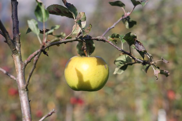 Samenloser Apfel Selektion 2201/22 Seedless Apple Züchtung Versuchsfeld Baumschule Buchs, Apfelselektionen mit der rezessiven Eigenschaft, Lubera