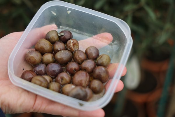 Oliven einlegen Lubera Oliven ernten 