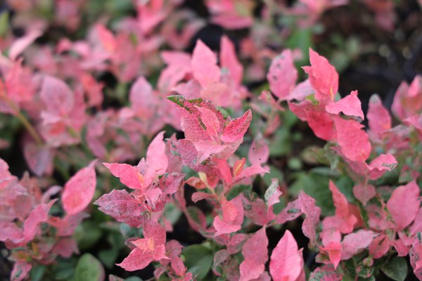 Heidelbeere 'Flamingo' Vaccinium corymbosum 'Flamingo'