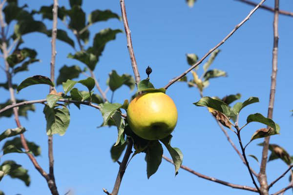 Samenloser Apfel Selektion 2201/22 Seedless Apple Züchtung Versuchsfeld Baumschule Buchs, Apfelselektionen mit der rezessiven Eigenschaft, Lubera