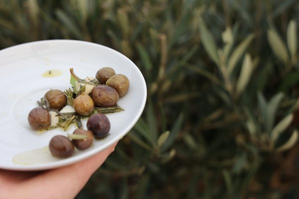 Oliven einlegen Lubera Oliven ernten 