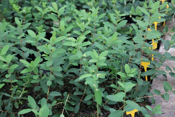 Beeren Jungpflanzen Strauchbeeren 1,3 L Erstbeere Honigbeere Lonicera caerulea
