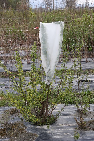 Zierjohannisbeere Ribes aureum eingesackte Blüten Lubera Züchtungsfeld Versuchsfeld im April 2022