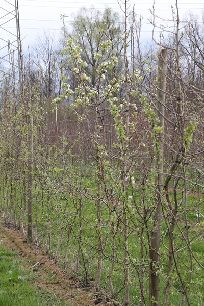 Birnbäume Prunus Lubera Züchtungsfeld Versuchsfeld im April 2022