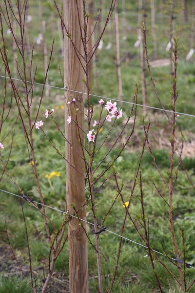 Pfirsichbäume Pfirsichsämlinge Kreuzung Rubus persica Rubus mira Lubera Züchtungsfeld Versuchsfeld im April 2022