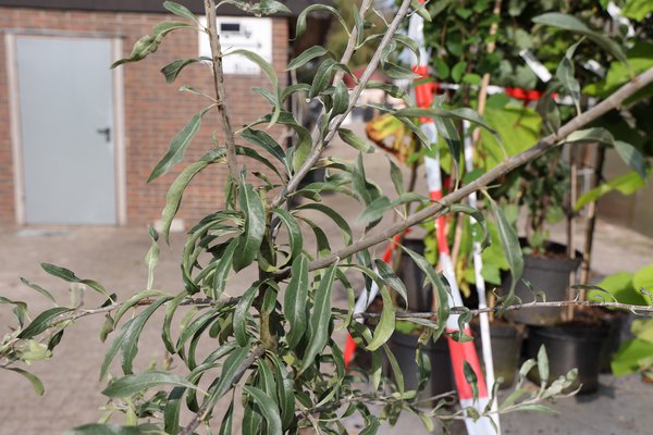 Hängende Wildbirne 'Pendula' Hochstamm Lubera.ch