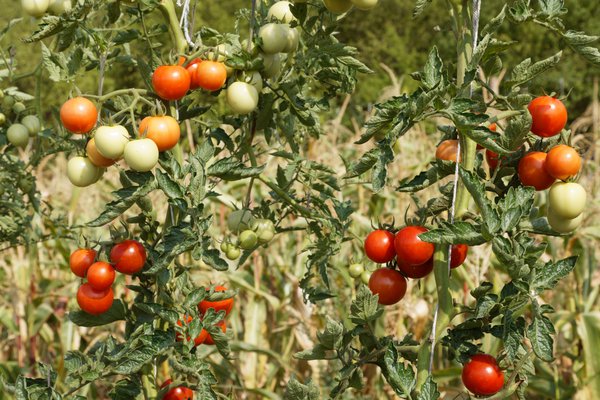 Freilandtomate 298-8