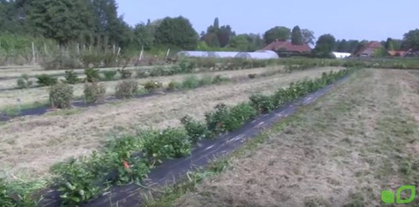 Tee Züchtung Lubera Videostartbild