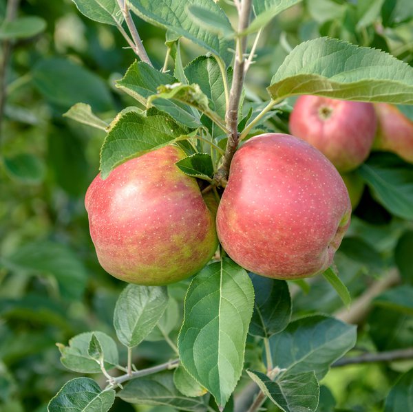 Apfel Kaiser Wilhelm