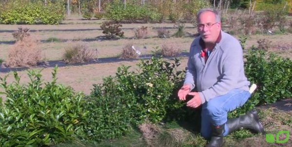 Teeblüte und Züchtung bei Lubera
