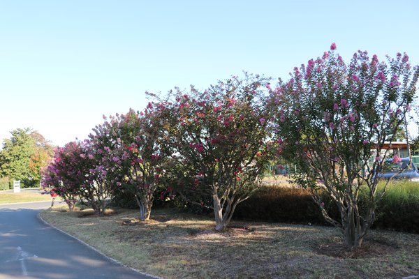 Lagerstroemia indica schneiden, Kreppmyrte, KrÃ¤uselmyrte, Indianderflieder