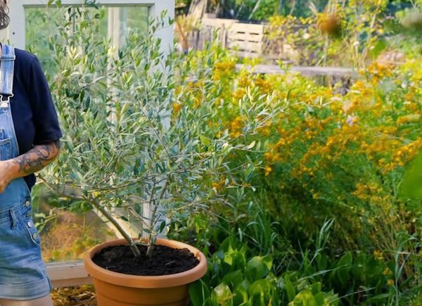 Gartenvideo, Olivenbaum pflanzen