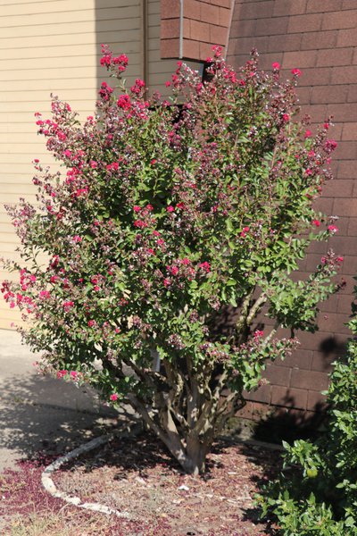 Lagerstroemia indica schneiden, Kreppmyrte, KrÃ¤uselmyrte, Indianderflieder