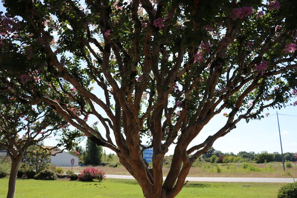 Lagerstroemia schneiden, Kreppmyrte, Kruselmyrte, Indianderflieder Lubera