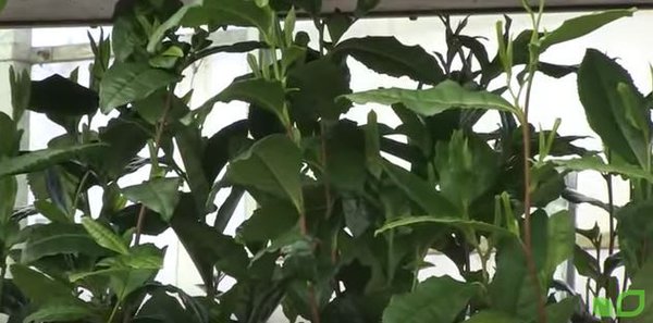 Tee ernten Camelia sinensis Fresh-T