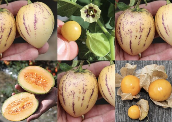 Selbstversorgerset Gemüsebeet Fruchtiges Hochbeet Selbstversorgerset Gemüsebeet Fruchtiges Hochbeet