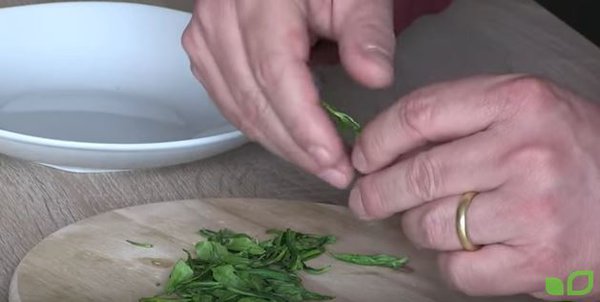 Grüntee rollen der Teeblätter
