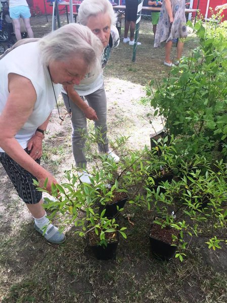 Pflanzentauschbrse Verein Dorfleben 18 in Petershagen/Eggersdorf Lubera