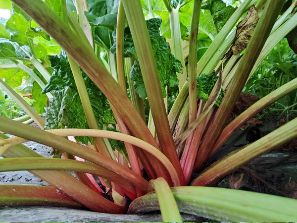Rhabaraber Rheum rhabarbarum Selektionen Juli 2020