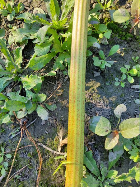 Rhabaraber Rheum rhabarbarum Selektionen Juli 2020